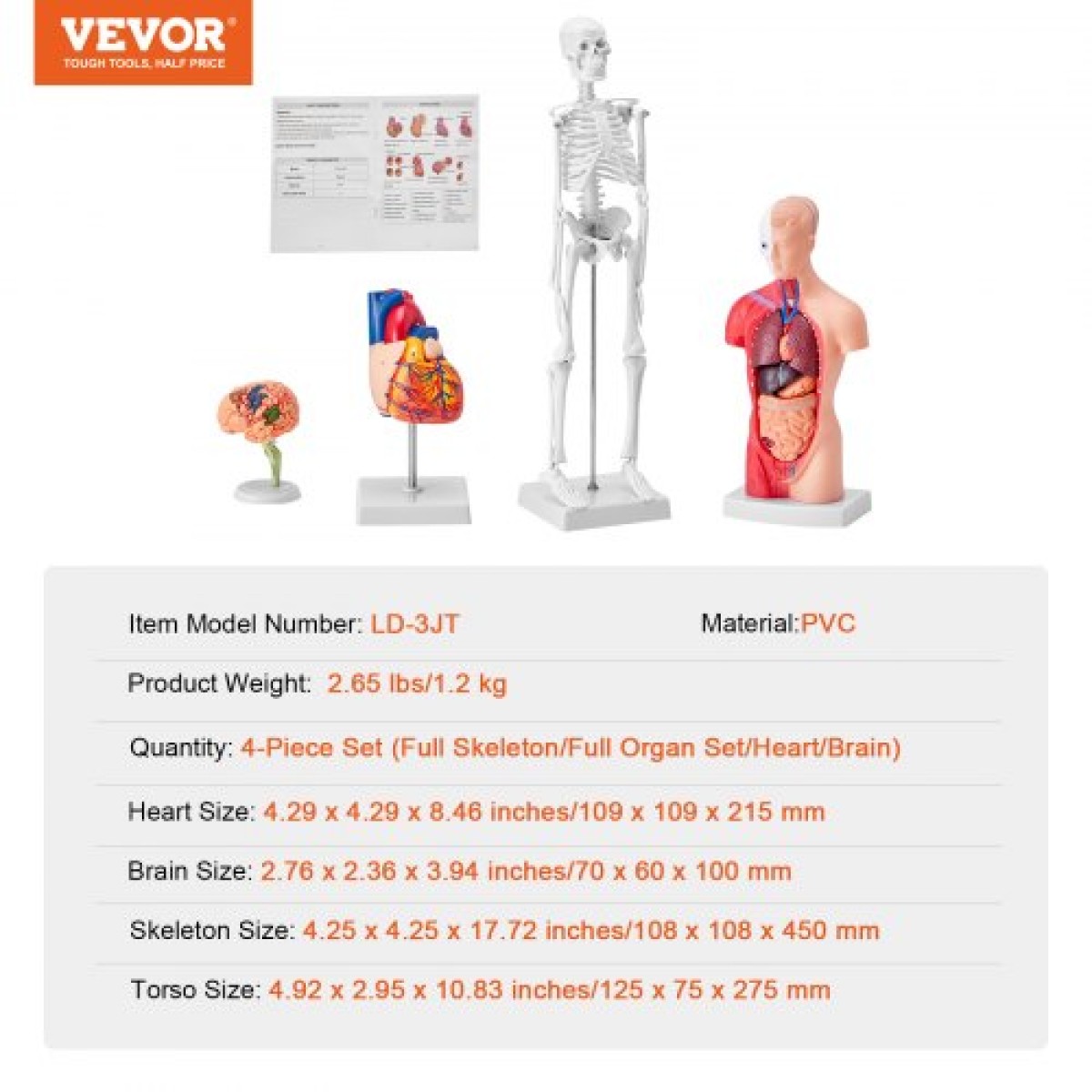 Πακέτο μοντέλων VEVOR Human Anatomy, Brain, Human Torso Body, Heart, Skeleton Model Set of 4, Hands-on 3D Model Study Tools Models for Physiology Students or as Educational Kit for Kids