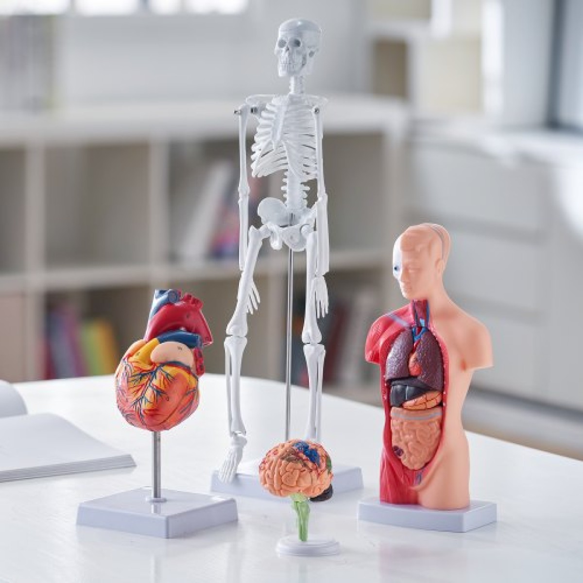 Πακέτο μοντέλων VEVOR Human Anatomy, Brain, Human Torso Body, Heart, Skeleton Model Set of 4, Hands-on 3D Model Study Tools Models for Physiology Students or as Educational Kit for Kids