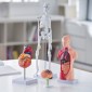 Πακέτο μοντέλων VEVOR Human Anatomy, Brain, Human Torso Body, Heart, Skeleton Model Set of 4, Hands-on 3D Model Study Tools Models for Physiology Students or as Educational Kit for Kids