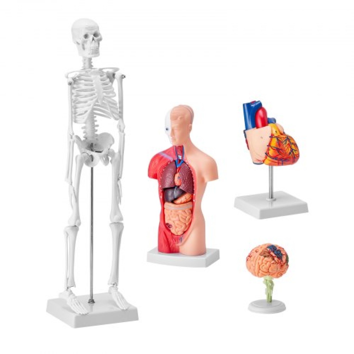 Πακέτο μοντέλων VEVOR Human Anatomy, Brain, Human Torso Body, Heart, Skeleton Model Set of 4, Hands-on 3D Model Study Tools Models for Physiology Students or as Educational Kit for Kids
