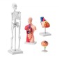 Πακέτο μοντέλων VEVOR Human Anatomy, Brain, Human Torso Body, Heart, Skeleton Model Set of 4, Hands-on 3D Model Study Tools Models for Physiology Students or as Educational Kit for Kids