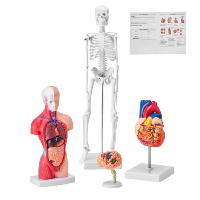 Πακέτο μοντέλων VEVOR Human Anatomy, Brain, Human Torso Body, Heart, Skeleton Model Set of 4, Hands-on 3D Model Study Tools Models for Physiology Students or as Educational Kit for Kids