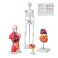 Πακέτο μοντέλων VEVOR Human Anatomy, Brain, Human Torso Body, Heart, Skeleton Model Set of 4, Hands-on 3D Model Study Tools Models for Physiology Students or as Educational Kit for Kids
