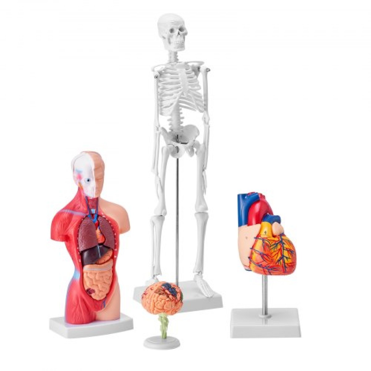 Πακέτο μοντέλων VEVOR Human Anatomy, Brain, Human Torso Body, Heart, Skeleton Model Set of 4, Hands-on 3D Model Study Tools Models for Physiology Students or as Educational Kit for Kids