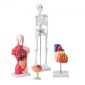 Πακέτο μοντέλων VEVOR Human Anatomy, Brain, Human Torso Body, Heart, Skeleton Model Set of 4, Hands-on 3D Model Study Tools Models for Physiology Students or as Educational Kit for Kids