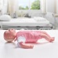 Εκπαιδευτικό ανδρείκελο VEVOR Infant CPR, Heimlich Maneuver and Cardiopulmonary Resuscitation (CPR), επαγγελματικό ανδρείκελο εκπαίδευσης απόφραξης αεραγωγού βρεφών, μοντέλο εμφράγματος μωρού για εκπαίδευση