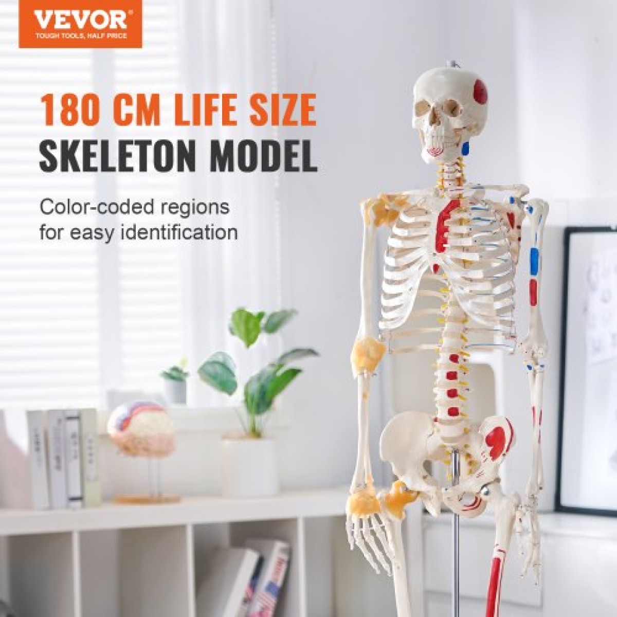VEVOR Human Skeleton Model for Anatomy, 1820 mm φυσικό μέγεθος, Ακριβές μοντέλο σκελετού ανατομίας PVC με συνδέσμους, κινητά χέρια, πόδια και γνάθο, με μυϊκή προέλευση και σημεία εισαγωγής, για επαγγελματική διδασκαλία