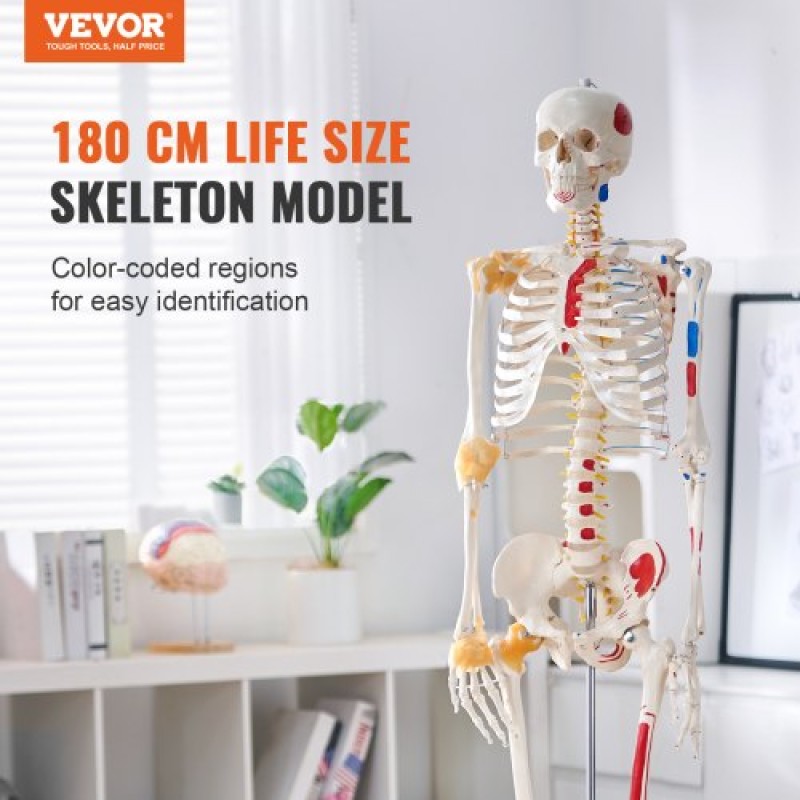 VEVOR Human Skeleton Model for Anatomy, 1820 mm φυσικό μέγεθος, Ακριβές μοντέλο σκελετού ανατομίας PVC με συνδέσμους, κινητά χέρια, πόδια και γνάθο, με μυϊκή προέλευση και σημεία εισαγωγής, για επαγγελματική διδασκαλία
