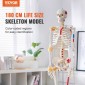 VEVOR Human Skeleton Model for Anatomy, 1820 mm φυσικό μέγεθος, Ακριβές μοντέλο σκελετού ανατομίας PVC με συνδέσμους, κινητά χέρια, πόδια και γνάθο, με μυϊκή προέλευση και σημεία εισαγωγής, για επαγγελματική διδασκαλία