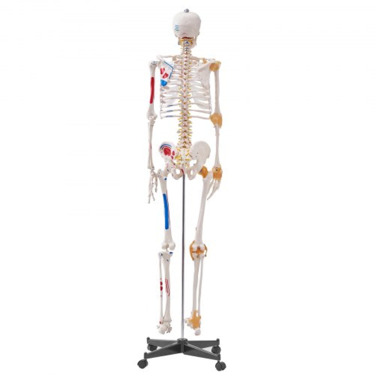 VEVOR Human Skeleton Model for Anatomy, 1820 mm φυσικό μέγεθος, Ακριβές μοντέλο σκελετού ανατομίας PVC με συνδέσμους, κινητά χέρια, πόδια και γνάθο, με μυϊκή προέλευση και σημεία εισαγωγής, για επαγγελματική διδασκαλία