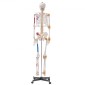 VEVOR Human Skeleton Model for Anatomy, 1820 mm φυσικό μέγεθος, Ακριβές μοντέλο σκελετού ανατομίας PVC με συνδέσμους, κινητά χέρια, πόδια και γνάθο, με μυϊκή προέλευση και σημεία εισαγωγής, για επαγγελματική διδασκαλία
