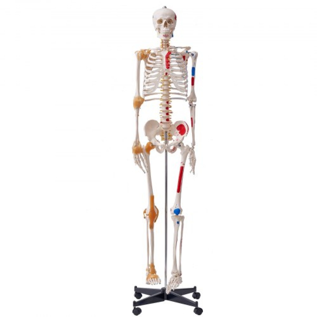 VEVOR Human Skeleton Model for Anatomy, 1820 mm φυσικό μέγεθος, Ακριβές μοντέλο σκελετού ανατομίας PVC με συνδέσμους, κινητά χέρια, πόδια και γνάθο, με μυϊκή προέλευση και σημεία εισαγωγής, για επαγγελματική διδασκαλία