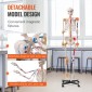VEVOR Human Skeleton Model for Anatomy, 1820 mm φυσικό μέγεθος, Ακριβές μοντέλο σκελετού ανατομίας PVC με συνδέσμους, κινητά χέρια, πόδια και γνάθο, με μυϊκή προέλευση και σημεία εισαγωγής, για επαγγελματική διδασκαλία