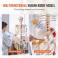 VEVOR Human Skeleton Model for Anatomy, 1820 mm φυσικό μέγεθος, Ακριβές μοντέλο σκελετού ανατομίας PVC με συνδέσμους, κινητά χέρια, πόδια και γνάθο, με μυϊκή προέλευση και σημεία εισαγωγής, για επαγγελματική διδασκαλία