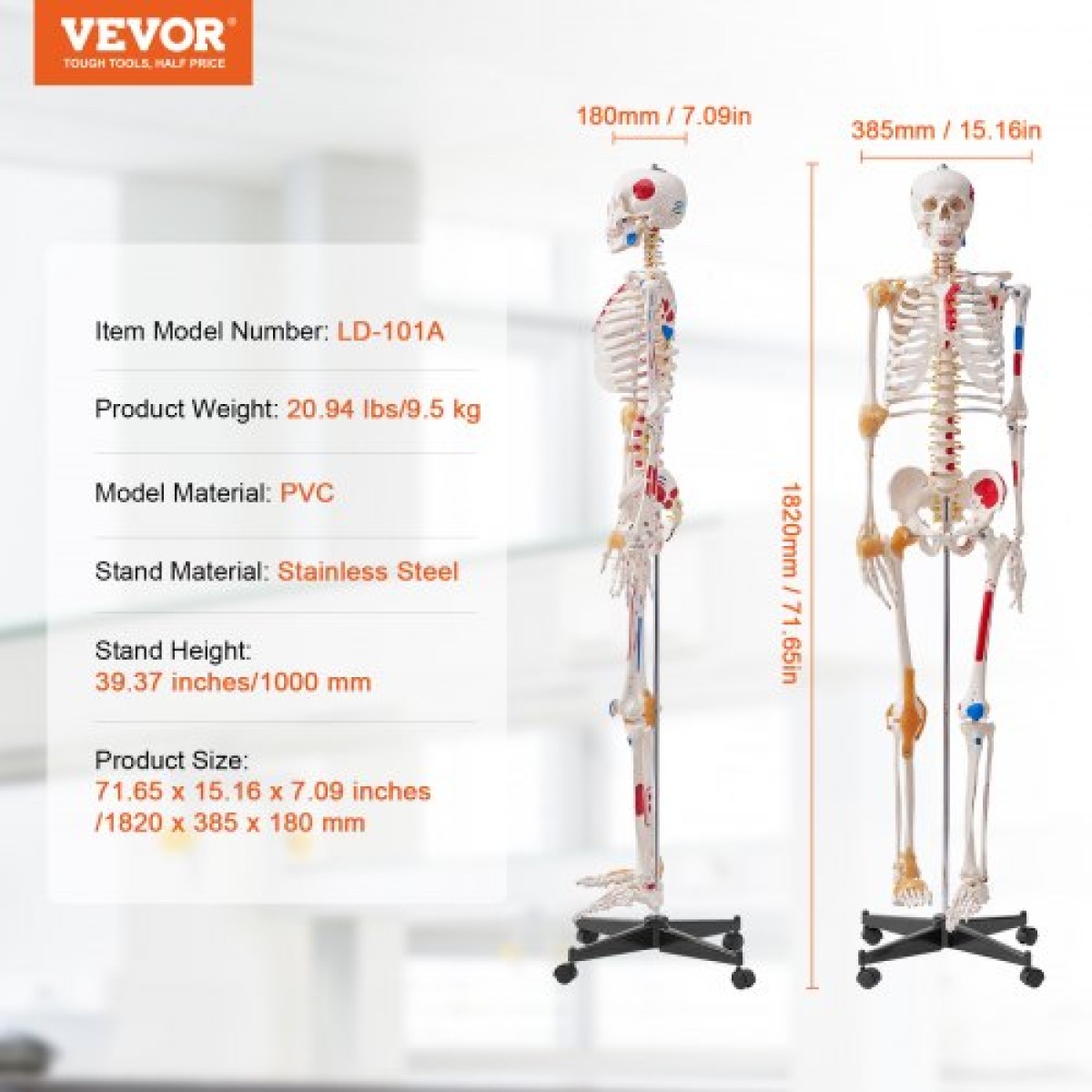 VEVOR Human Skeleton Model for Anatomy, 1820 mm φυσικό μέγεθος, Ακριβές μοντέλο σκελετού ανατομίας PVC με συνδέσμους, κινητά χέρια, πόδια και γνάθο, με μυϊκή προέλευση και σημεία εισαγωγής, για επαγγελματική διδασκαλία