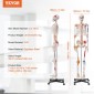 VEVOR Human Skeleton Model for Anatomy, 1820 mm φυσικό μέγεθος, Ακριβές μοντέλο σκελετού ανατομίας PVC με συνδέσμους, κινητά χέρια, πόδια και γνάθο, με μυϊκή προέλευση και σημεία εισαγωγής, για επαγγελματική διδασκαλία