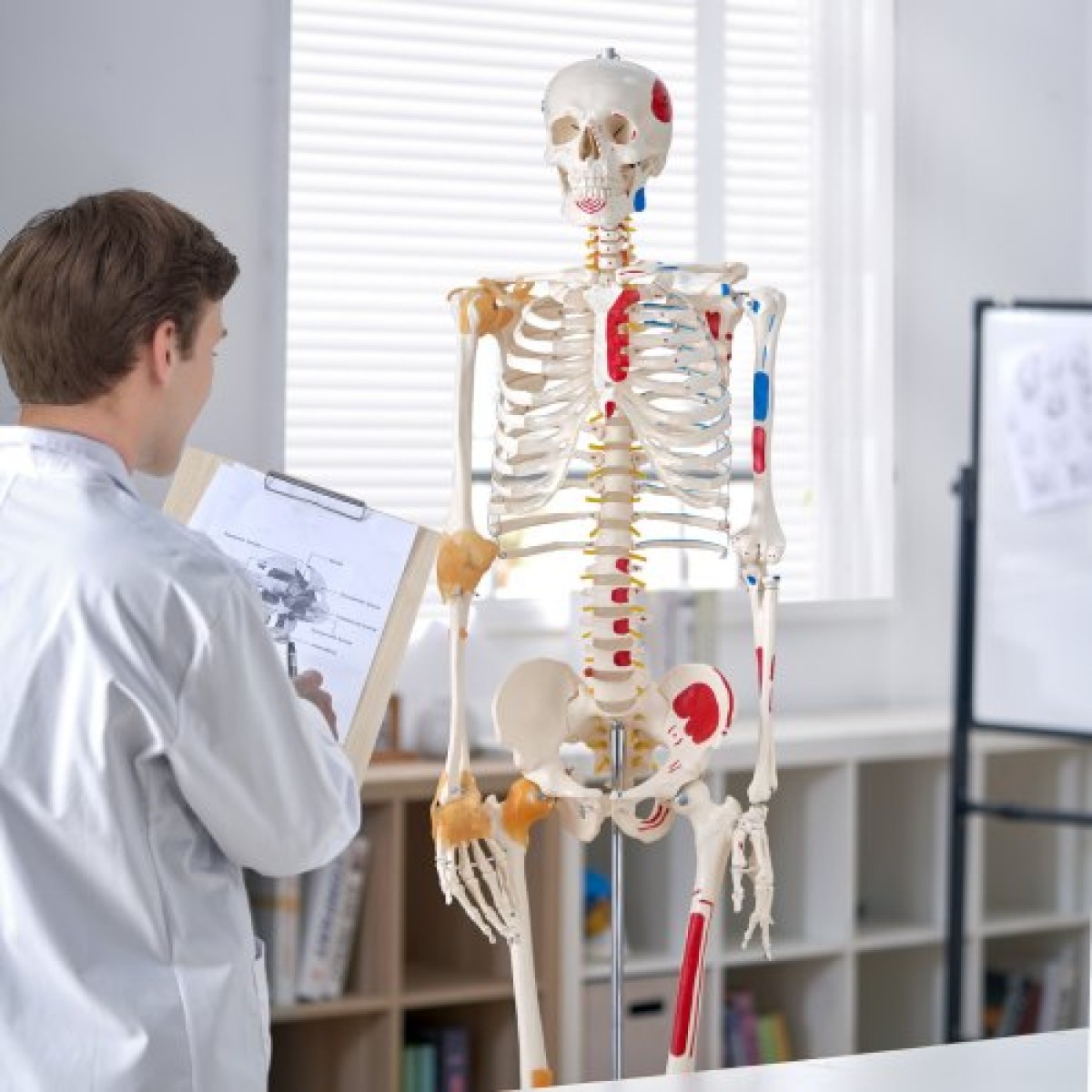 VEVOR Human Skeleton Model for Anatomy, 1820 mm φυσικό μέγεθος, Ακριβές μοντέλο σκελετού ανατομίας PVC με συνδέσμους, κινητά χέρια, πόδια και γνάθο, με μυϊκή προέλευση και σημεία εισαγωγής, για επαγγελματική διδασκαλία
