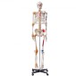 VEVOR Human Skeleton Model for Anatomy, 1820 mm φυσικό μέγεθος, Ακριβές μοντέλο σκελετού ανατομίας PVC με συνδέσμους, κινητά χέρια, πόδια και γνάθο, με μυϊκή προέλευση και σημεία εισαγωγής, για επαγγελματική διδασκαλία