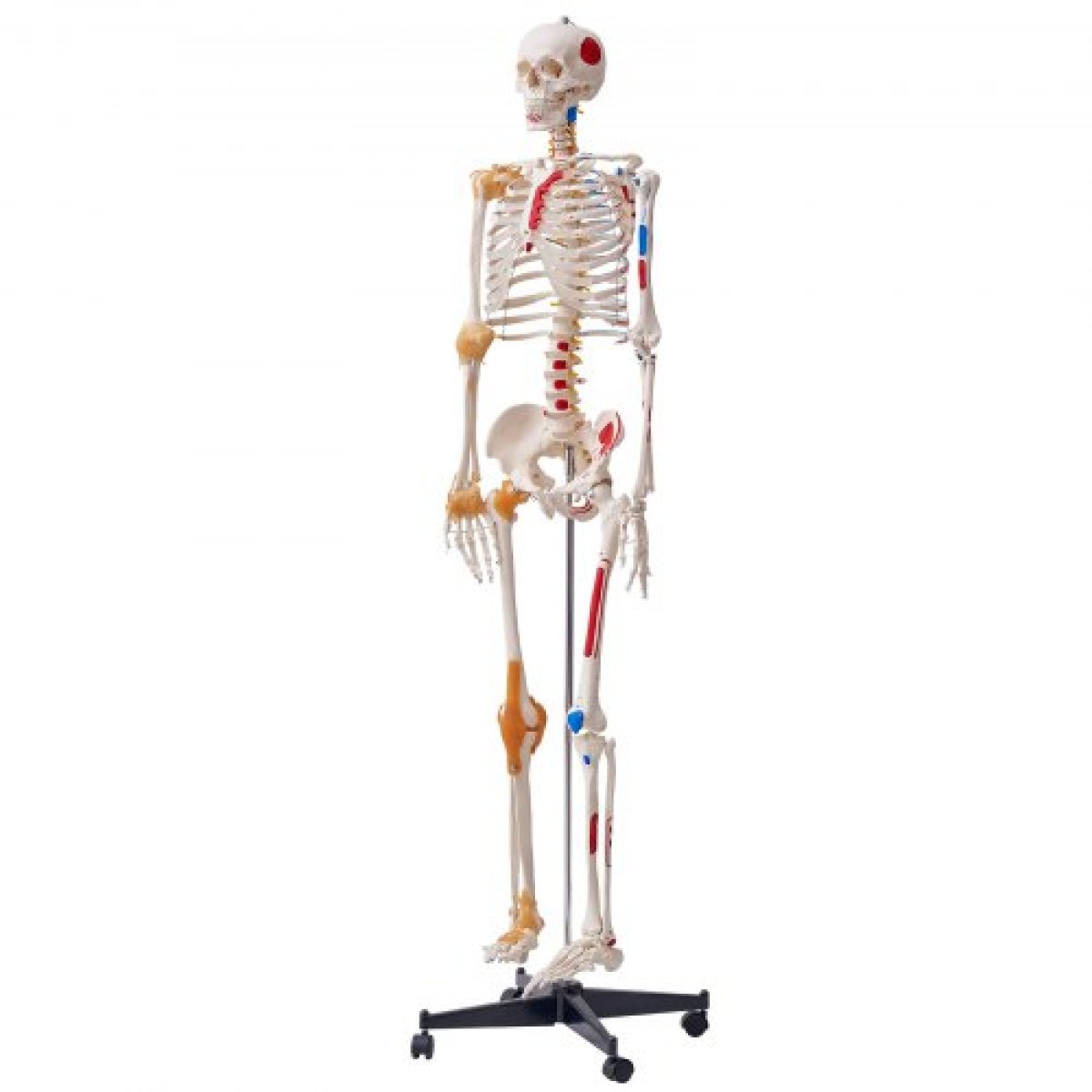 VEVOR Human Skeleton Model for Anatomy, 1820 mm φυσικό μέγεθος, Ακριβές μοντέλο σκελετού ανατομίας PVC με συνδέσμους, κινητά χέρια, πόδια και γνάθο, με μυϊκή προέλευση και σημεία εισαγωγής, για επαγγελματική διδασκαλία
