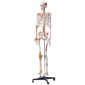VEVOR Human Skeleton Model for Anatomy, 1820 mm φυσικό μέγεθος, Ακριβές μοντέλο σκελετού ανατομίας PVC με συνδέσμους, κινητά χέρια, πόδια και γνάθο, με μυϊκή προέλευση και σημεία εισαγωγής, για επαγγελματική διδασκαλία
