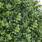 VEVOR Artificial Topiary Boxwood Trees with Ground Spike, 2 Set 559mm faux θάμνοι & θάμνοι φυτά σε γλάστρες, Fake Silk Tree Look Real for Decor Μπροστινή βεράντα Εσωτερική βεράντα Εσωτερική βεράντα Κήπος Μπαλκόνι Πίσω αυλή