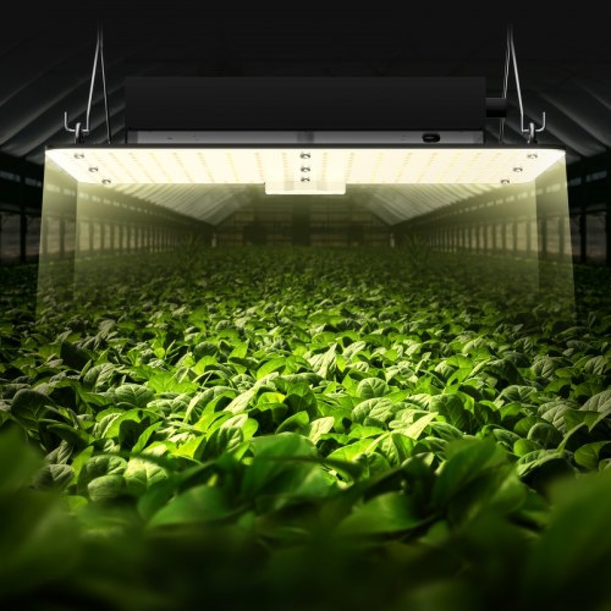 VEVOR LED Grow Light, 150W Full Spectrum Dimmable, High-Yield Samsung 2B1B Diodes Growing Lamp for Indoor Plants Seedling Veg and Bloom Greenhouse Growing, Daisy Chain Driver for 91,4 x 91,4 cm Grow Tent