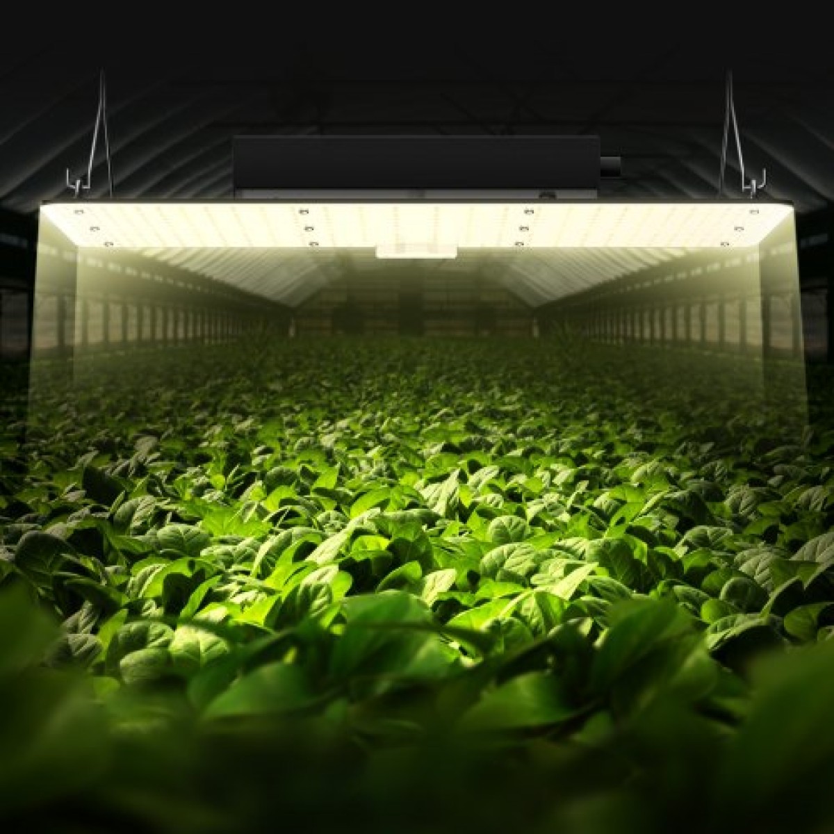 VEVOR LED Grow Light, 200W Full Spectrum Dimmable, High-Yield Samsung 2B1B Diodes Growing Lamp for Indoor Plants Seedling Veg and Bloom Greenhouse Growing, Daisy Chain Driver for 60,96 x 121,9 / 91,4 x 91,4 cm Grow Tent
