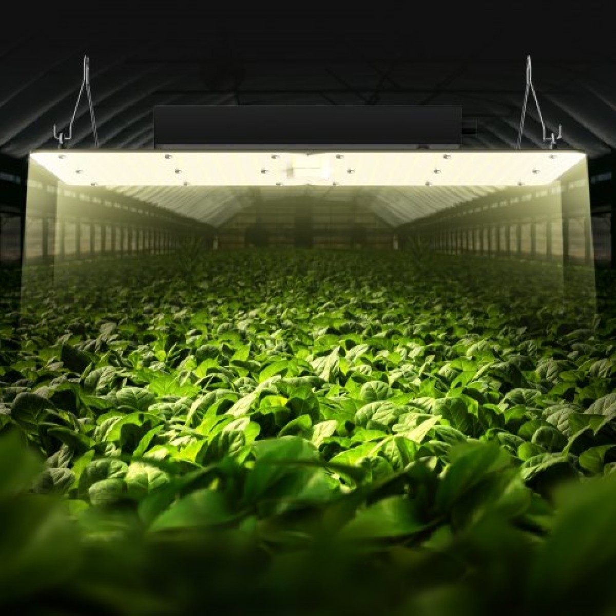 VEVOR LED Grow Light, 300W πλήρους φάσματος με δυνατότητα ρύθμισης φωτισμού, υψηλής απόδοσης Samsung 2B1B Diodes Growing Lamp for Indoor Plants Seedling Veg and Bloom Greenhouse Growing, Daisy Chain Driver for 91,4 x 91,4 / 121,9 x 121,9 cm Grow Tent