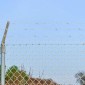 vidaXL Αγκαθωτό Σύρμα Ασημί 50 m Γαλβανισμένος χάλυβας με θερμή βύθιση