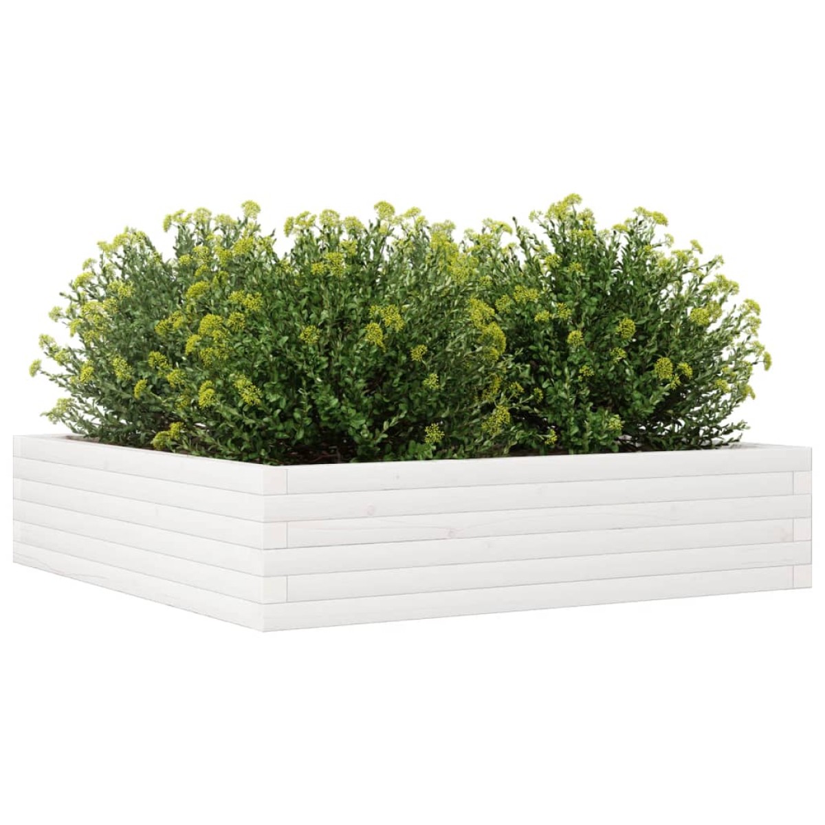 vidaXL Ζαρντινιέρα Κήπου Λευκή 100x100x23 εκ. από Μασίφ Ξύλο Πεύκου