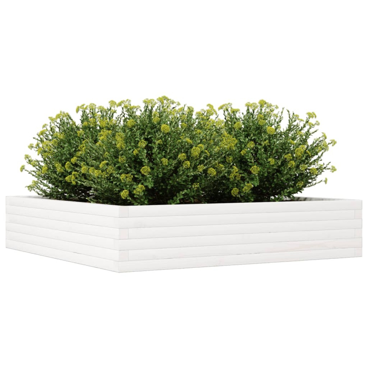 vidaXL Ζαρντινιέρα Κήπου Λευκή 110x110x23 εκ. από Μασίφ Ξύλο Πεύκου