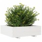 vidaXL Ζαρντινιέρα Κήπου Λευκή 80x80x26,5 εκ. από Μασίφ Ξύλο Πεύκου