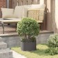 vidaXL Δακτύλιος γλάστρας 5 τμχ. Μαύρο 30 x 30 x 20 cm