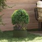 vidaXL Δακτύλιος γλάστρας Ελιά Πράσινη 30 x 30 x 20 cm